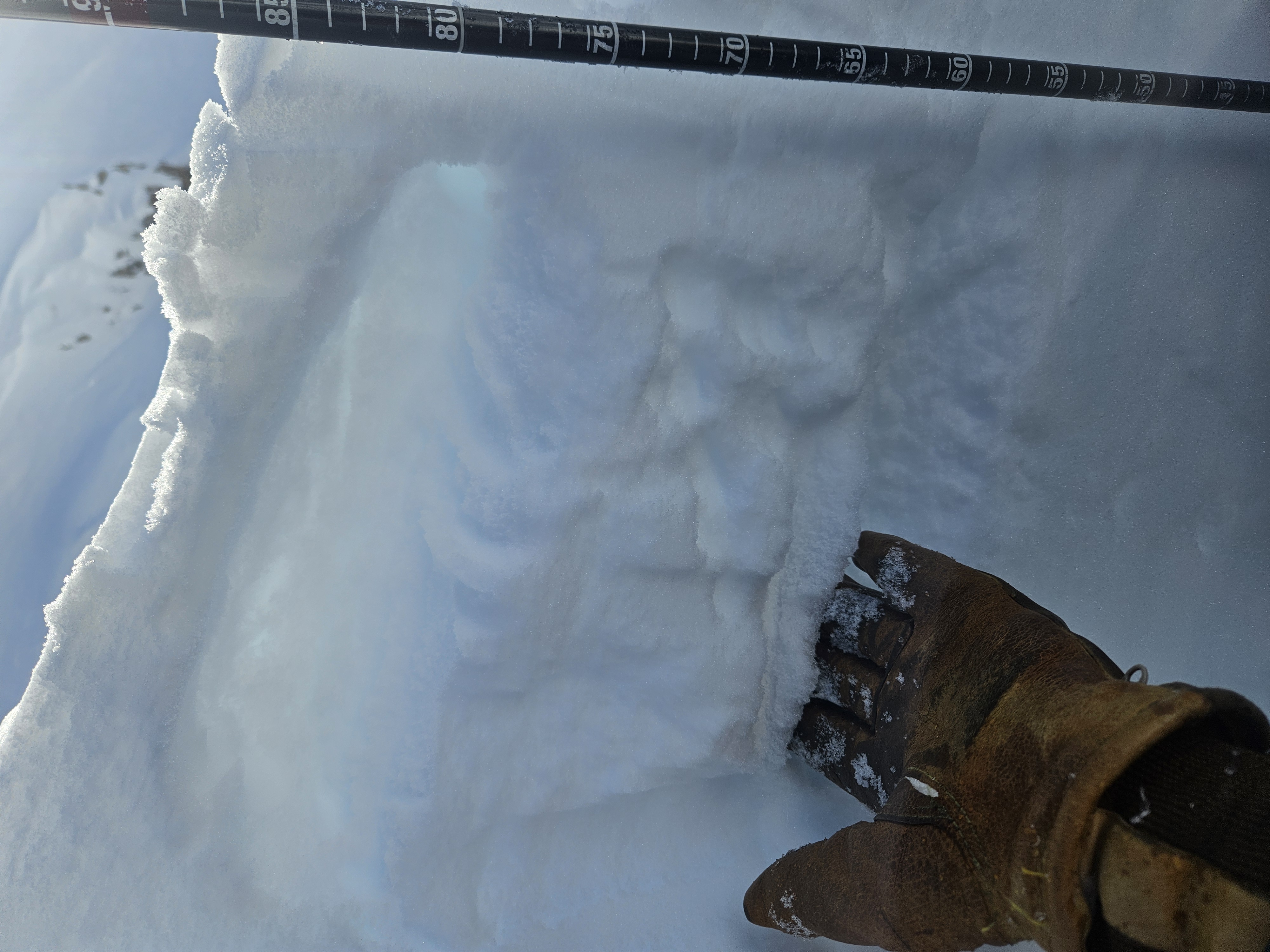 Observation photo 2